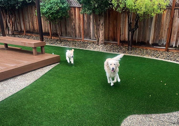 Boost Canine Enrichment with Tunnels and Agility on Artificial Grass