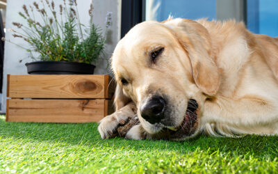 How Artificial Grass Minimizes Shedding Season Clean Up
