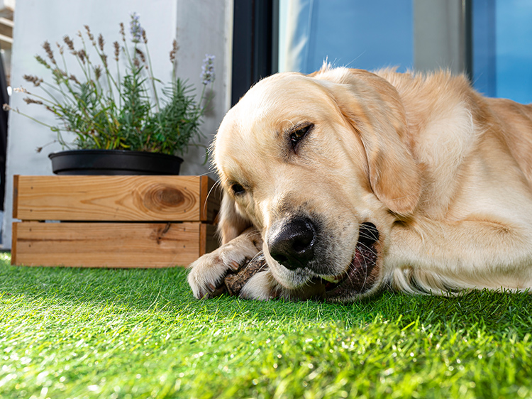 How Artificial Grass Minimizes Shedding Season Clean Up