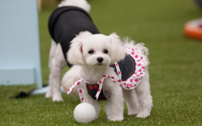 Use Artificial Grass to Naturally Minimize Dog Odors