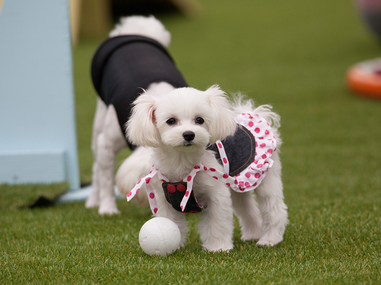 Use Artificial Grass to Naturally Minimize Dog Odors