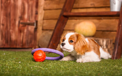 How to Train Your Pet to Use Artificial Grass