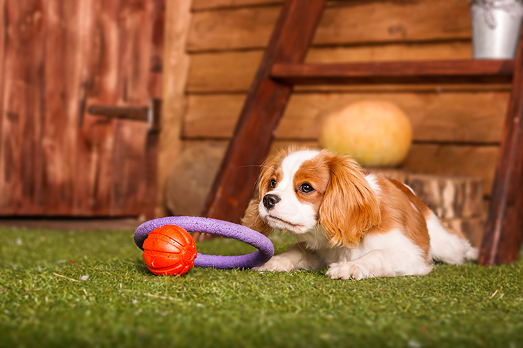 How to Train Your Pet to Use Artificial Grass