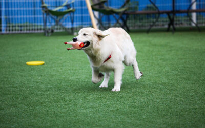 The Importance of Drainage in Artificial Grass for Dogs