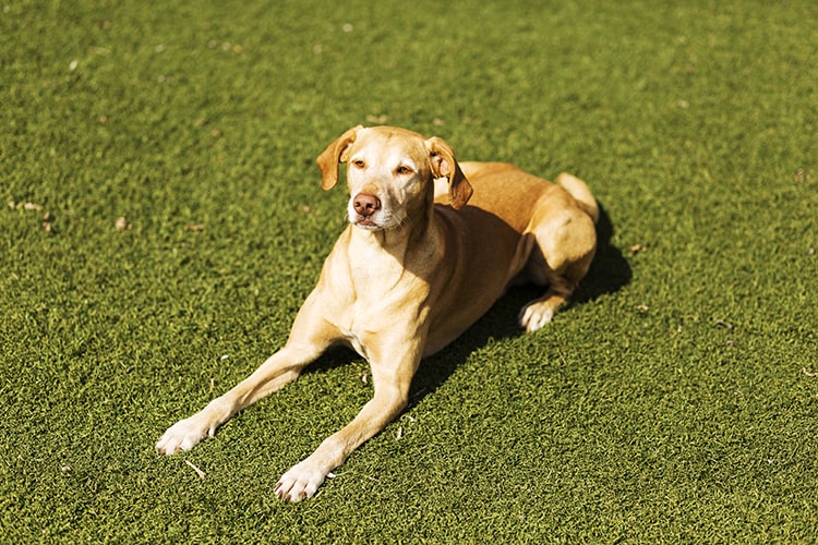 What Pet Owners Need to Know About Cleaning Artificial Grass