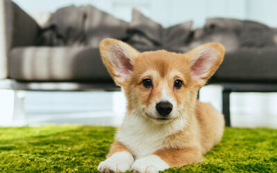 5 Reasons Pet Owners Are Turning to Artificial Grass