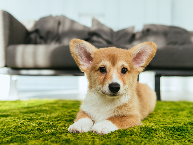 5 Reasons Pet Owners Are Turning to Artificial Grass