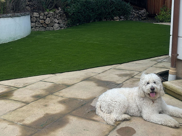 Tips for Maintaining a Fresh-Smelling Yard with Artificial Grass and Pets