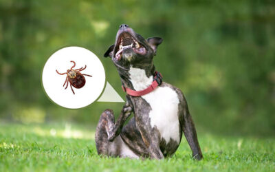 How Artificial Grass Helps Prevent Fleas and Ticks in Your Yard