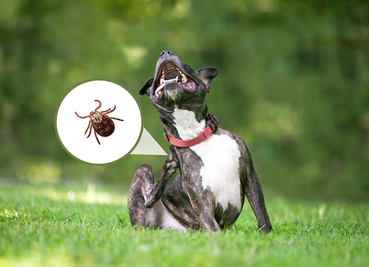 How Artificial Grass Helps Prevent Fleas and Ticks in Your Yard