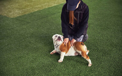 The Benefits of Artificial Grass for Pet Owners