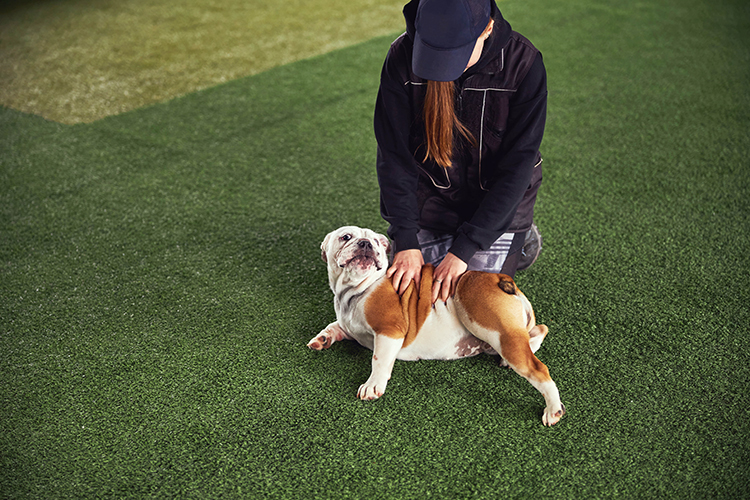 The Benefits of Artificial Grass for Pet Owners