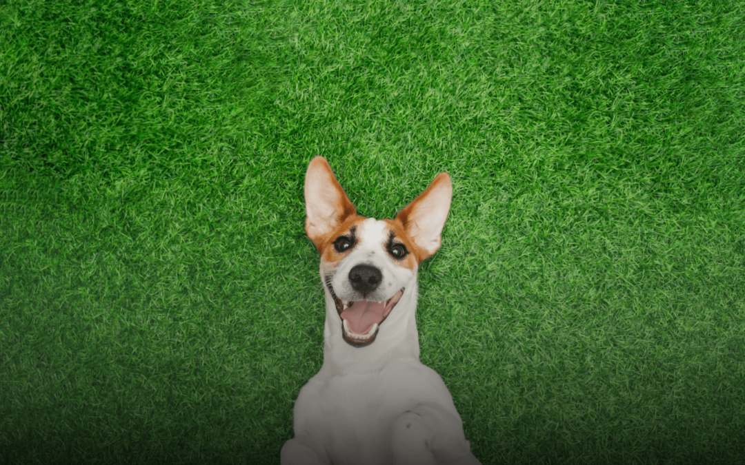 Pet-Friendly Turf: A Perfect Solution for Pet Owners