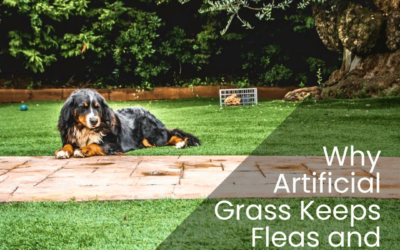 How Artificial Grass Can Prevent Fleas and Ticks in Your Yard