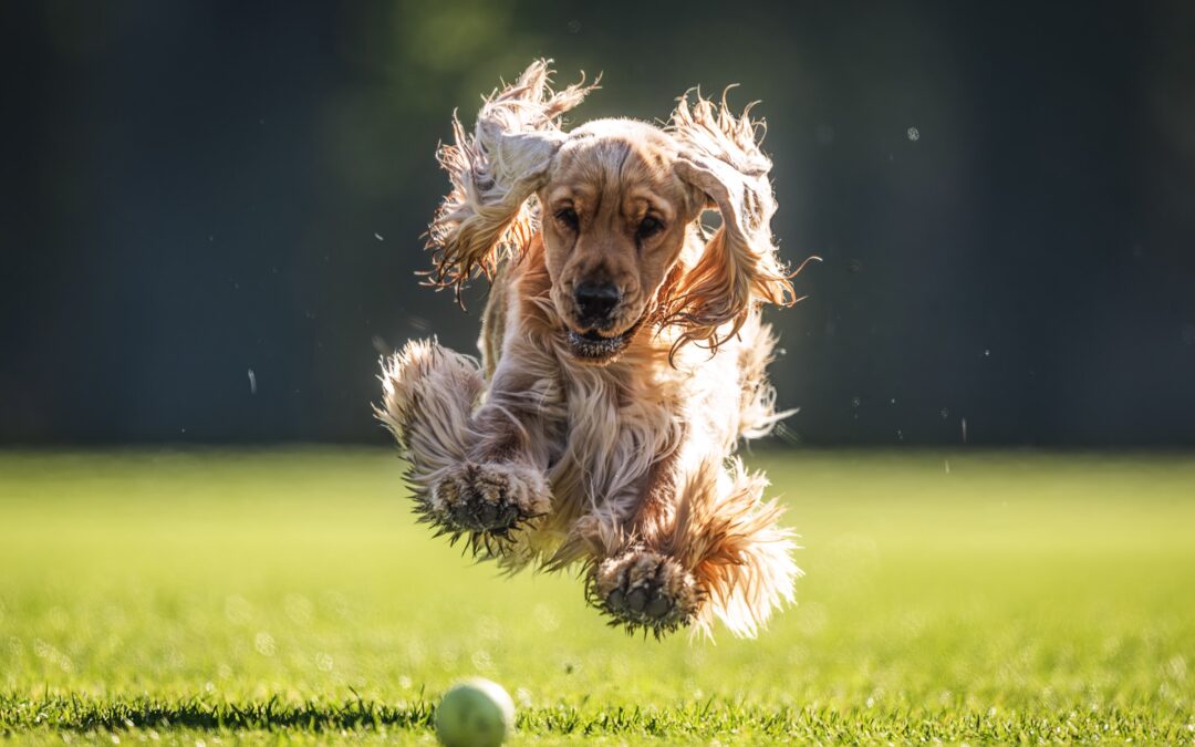 The Pet Owner’s Guide to Choosing the Right Artificial Grass Pet Turf