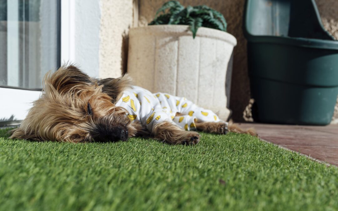 Choosing the Best Artificial Turf Infill for Pets: Comfort, Cleanliness, and Peace of Mind