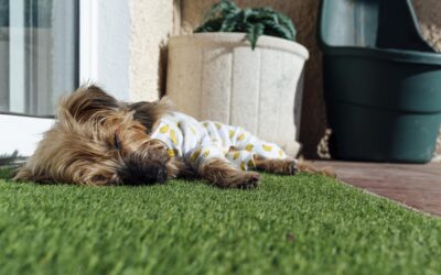 Choosing the Best Artificial Turf Infill for Pets: Comfort, Cleanliness, and Peace of Mind